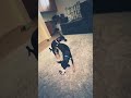 Female Dog Gets Revenge On Male Dog