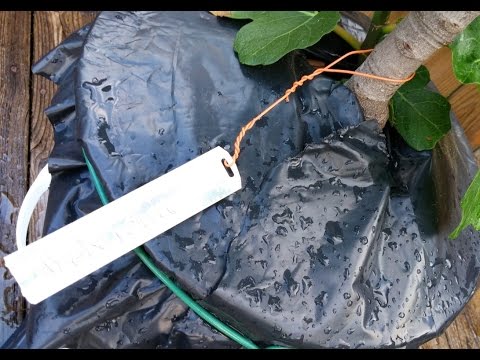 download lagu mp3 mp4 Engraved Tree Labels, download lagu Engraved Tree Labels gratis, unduh video klip Engraved Tree Labels