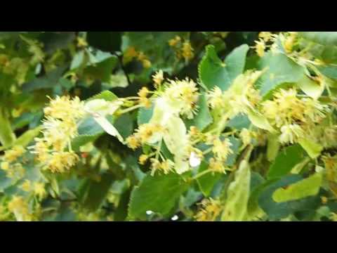 Посещение пчёлами цветение липы