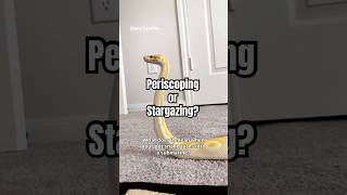 Is my snake Periscoping or Statgazing? #reptilecare #snakebehavior