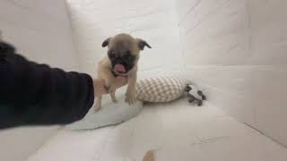 パグの動画01