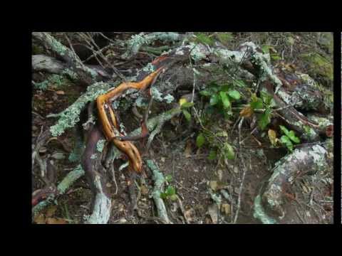 Talana Urzulei Orgosolo