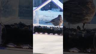 #fly #away #birdy #winter #snow  #survival #wild #cardinal? #eatingchallenge