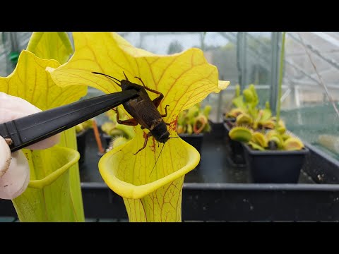 'Meat eating' carnivorous plant gobbles up large crickets