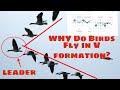 Why Some Birds Fly in a V formation?