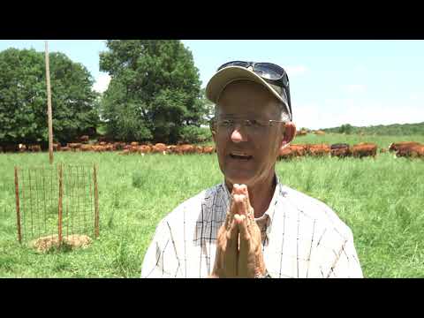 Greg Judy's thoughts on South Poll Cattle