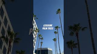 goldlink - palm trees