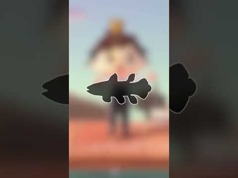 What is the RAREST creature in Animal Crossing: New Horizons? 🐟