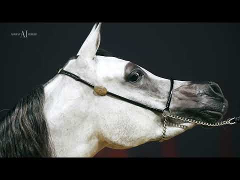 DOHA STUD - Achievements, 2022 KIAHF Arabian Peninsula Show