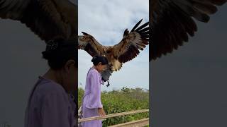 Download lagu little girl calls big eagle that is flying high mp3