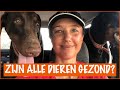Sanzie moet naar de dierenarts! | DierenpraatTV