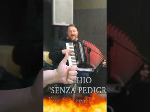 Extract from "Senza Pedigree" Assenthio blues song on the accordion 🪗 #accordionists #shorts
