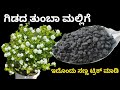 If you want a lot of jasmine flowers, do this trick. Jasmine flowers throughout the year. More Jasmine flowers
