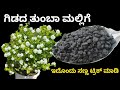 ಮಲ್ಲಿಗೆ ಗಿಡದ ತುಂಬಾ ಹೂವು ಬೇಕೆಂದರೆ ಈ ಟ್�