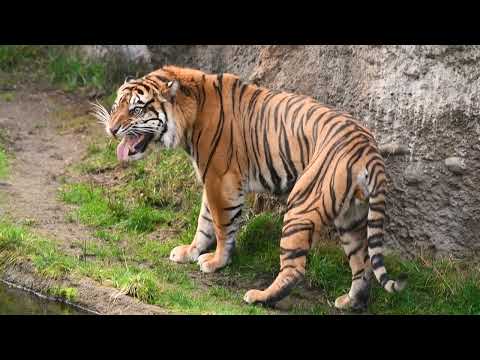 Meet Tacoma's New Sumatran Tiger, Sanjiv!