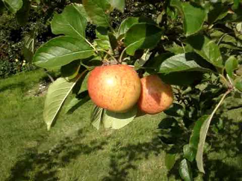 Apple variety James Grieve