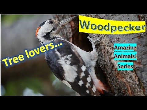 Woodpeckers 🦜 Woodpecker facts 🦜 often communicate by drumming with their beak