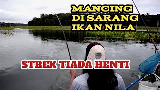 Download lagu Mancing di sarang ikan nila||strek tiada henti mp3