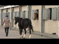 Paardenpension Lelystad vrij van rhinovirus, zes paarden dood