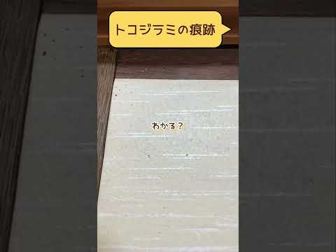 トコジラミの寿命はどのくらいですか?