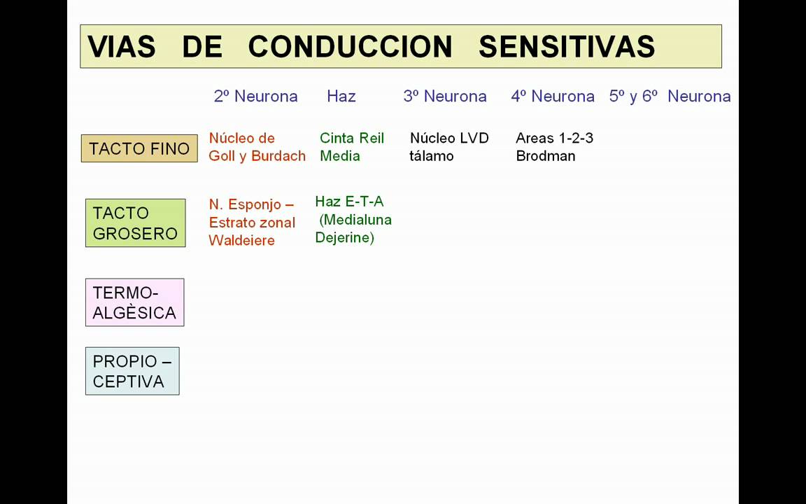 VIAS DE CONDUCCION NERVIOSA GENERALIDADES