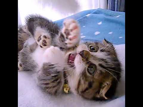 3月4日に16歳になるレオン、子猫の時はこうでした！　#マンチカン #垂れ耳猫  #短足