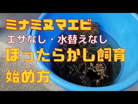 エビを水槽で飼う