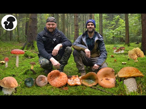 Mushrooms without end! Mushroom picking tips for beginners + 6 chanterelle species!