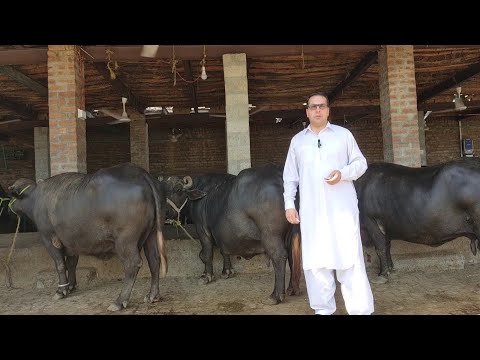35 - Treatment For Skin Allergy In Buffaloes