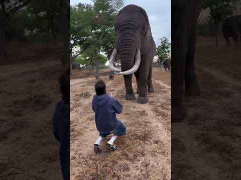 Ele perdeu o boné para o ELEFANTE! #curioso #incrível #interessante