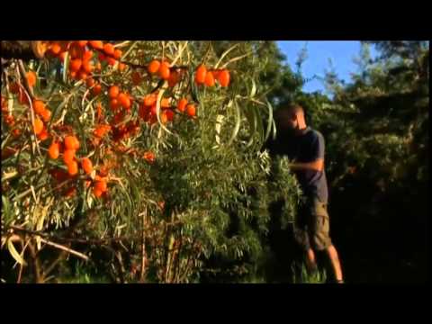 Havtorn Bornholm - Høstet