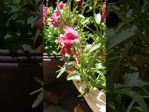 どの花が蝶を最も惹きつけるでしょうか?彼らの好きな色は何ですか?  庭園