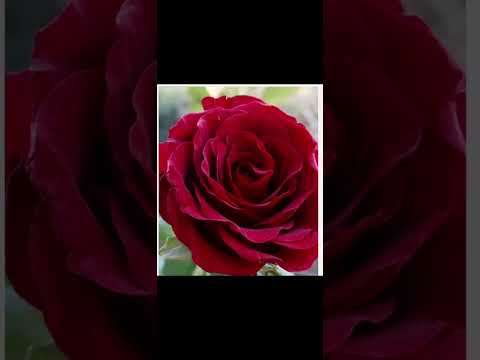 ANANAS, SZYNKA, MOZARELLAAAAAA #sanah #ananas #shorts