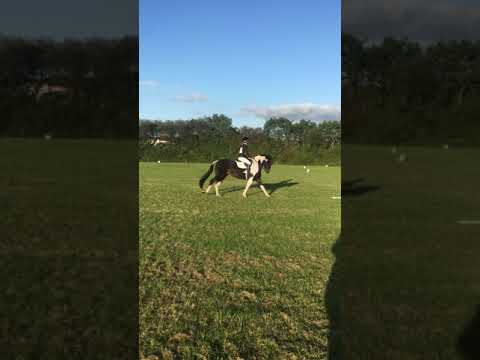 Phoenix BE90 Dressage Test 97 @ Southcott 27/09/20