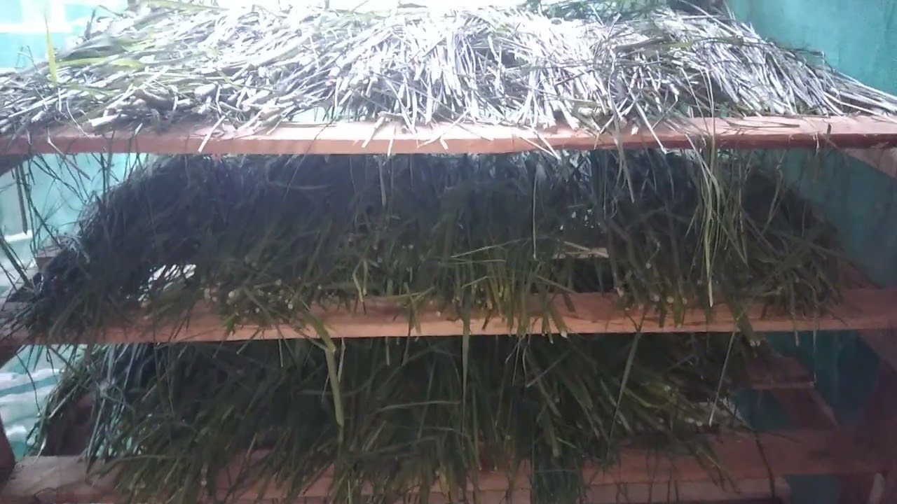 Watch Como procesar el heno en casa para tus cuyes y conejos Now Como procesar el heno en casa para tus cuyes y conejos