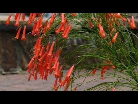 472.Fire Cracker fern/Coral plant/Russelia Equisetiformis care