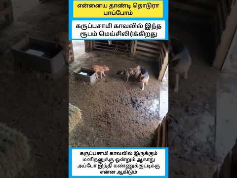 கருப்பசாமி காவலில் இந்த ரூபம் மெய்சிலிர்க்கிறது #shorts