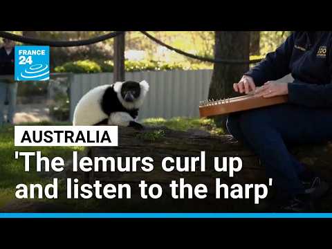 Canberra's zoo treats its residents to personnalised musical therapy