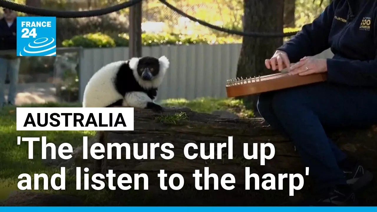 Canberra's zoo treats its residents to personnalised musical therapy • FRANCE 24 English