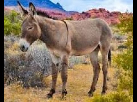 [EARRAPE VERSION] Karetus - Burra .mp3