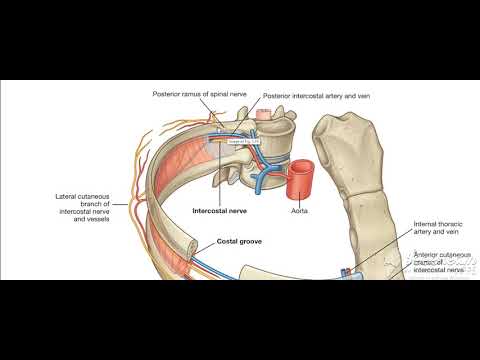 Thoracic cage