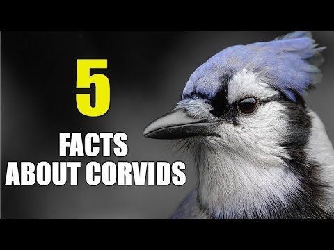5 FUN & Interesting FACTS About The Corvid Family