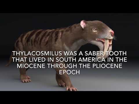 Thylacosmilus vs deinonychus re upload