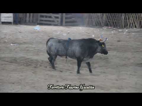 Toro El Gallito del Rancho Santiaguito en el Duelo de Ganaderías Dzoncauich 2024