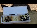 Part 1 How to Germinate Seeds in 3 days #garden #seeds #raisedbeds