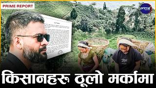 उत्पादनको मुख्य सिजनमै चिया उद्योगीमा धक्काः किन भयो उद्योग बन्द गर्ने घोषणा ?
