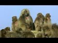 Gelada Baboon Sexual Tension Battle Of The Sexes In The Animal World BBC Earth