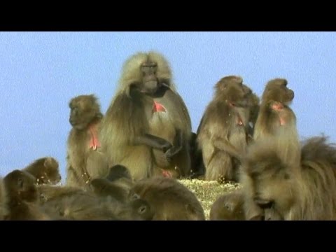 Gelada Baboon Sexual Tension | Battle of the Sexes in the Animal World | BBC Earth