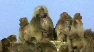 Gelada Baboon Sexual Tension  Battle of the Sexes 