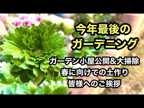 園芸 大きなデイジー